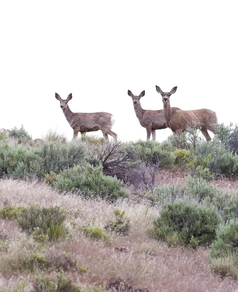 草が茂った丘の上に 3 つの鹿. — ストック写真