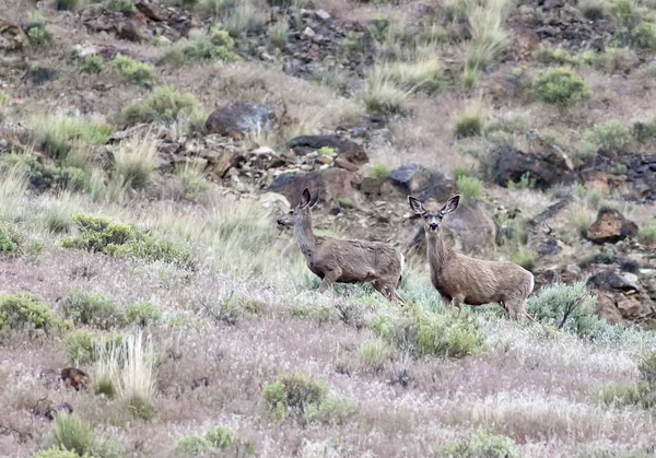 Due cervi sul fianco della collina erbosa . — Foto Stock