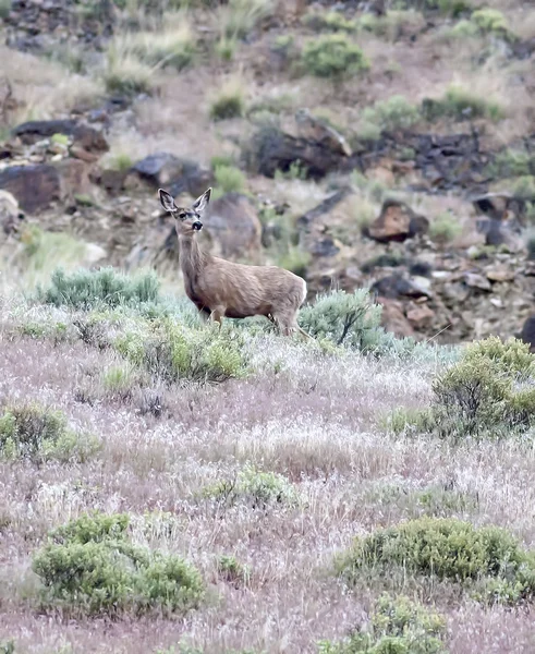 Cervo sul lato della collina erbosa . — Foto Stock