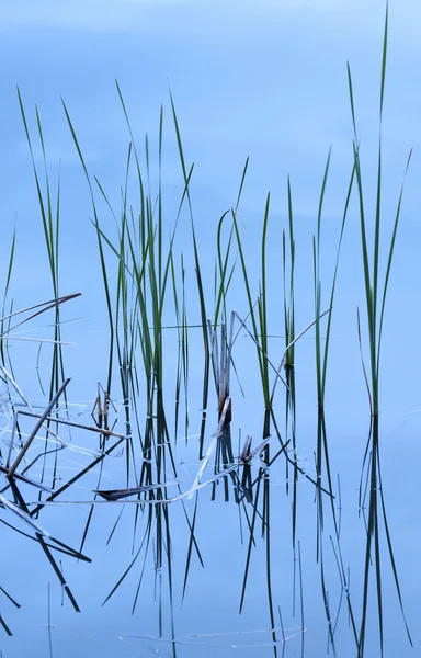 Reflexão de grama na água . — Fotografia de Stock