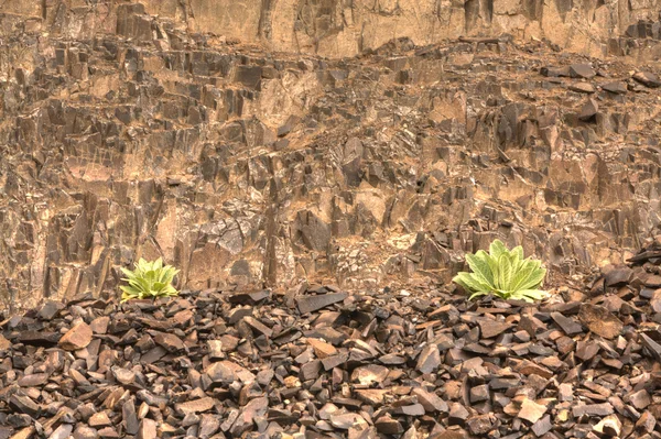 Рослини поруч з кам'яною стіною . — стокове фото