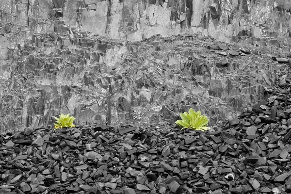 Зеленые растения против B & W стены . — стоковое фото