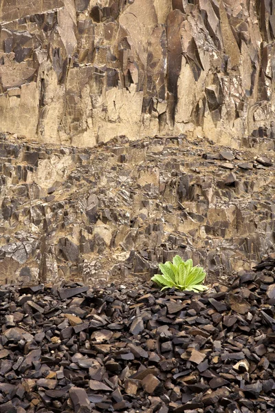 Small green plant, large rock wall. — Stock Photo, Image