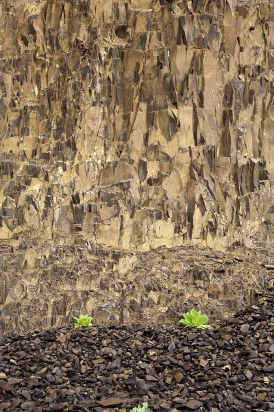 小さな植物や大きな岩の壁. — ストック写真