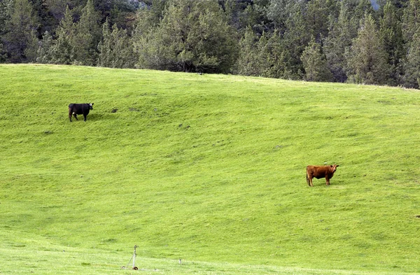 Krávy na pastvě. — Stock fotografie