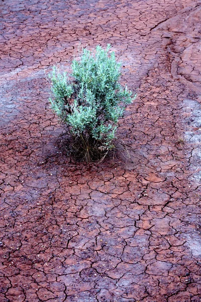 Green plant, red earth. — Stock Photo, Image
