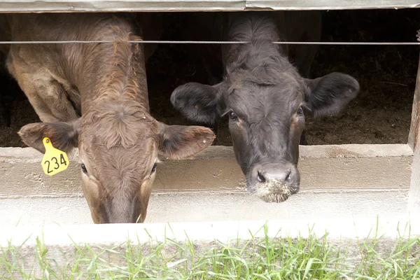 Dvě krávy u koryta. — Stock fotografie