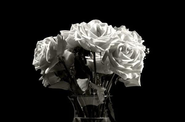 Rose in bianco e nero . — Foto Stock