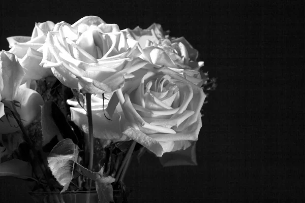 B & W imagem de rosas . — Fotografia de Stock