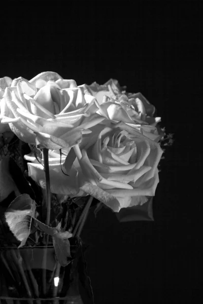 花瓶里的玫瑰. — 图库照片