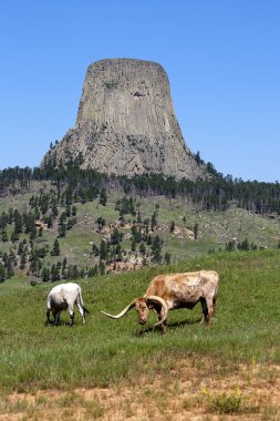 Pasture by Devils Tower, Wyoming. clipart