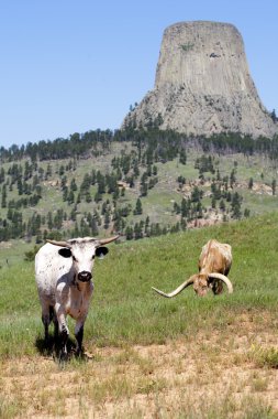 devils tower yakınındaki bir mera.