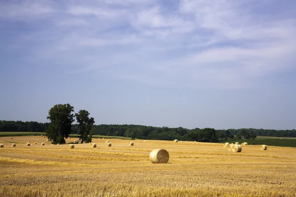 Hay bundles in a field. — Stock Photo, Image