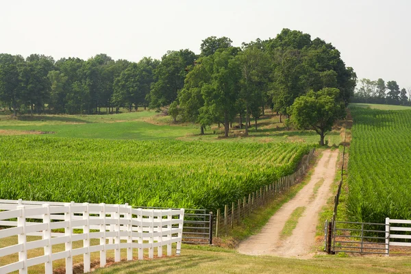 stock image Dirt road and a corn field.