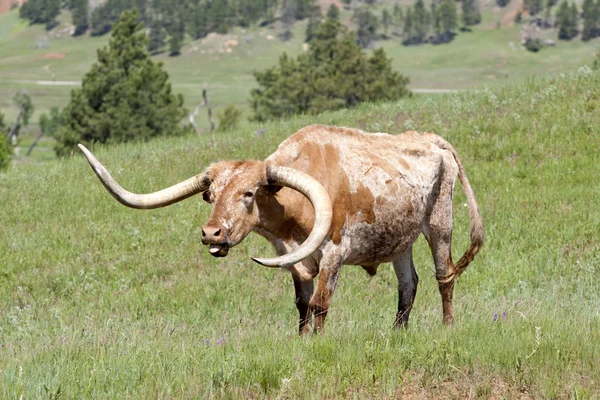 stock image Longhorn cow sounds off.