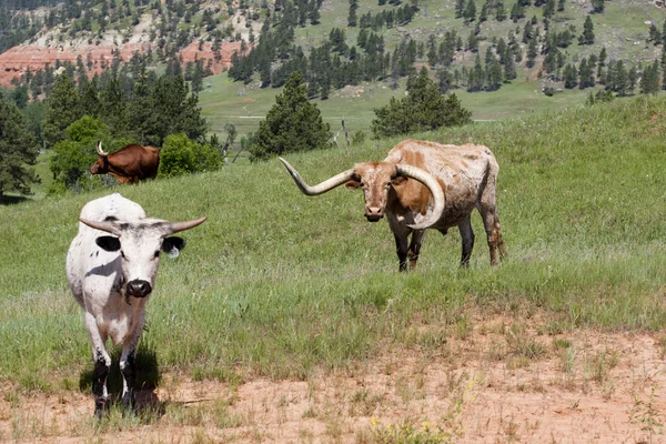 Krowy na pastwisku. — Zdjęcie stockowe