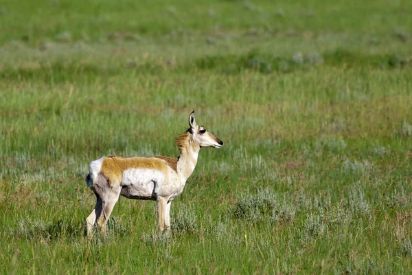 Cervos Pronghorn no campo . — Fotografia de Stock