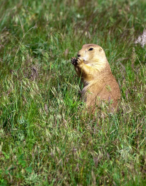Prairie dog feeds on grass. — Stock Photo, Image