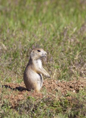 Prairie dog getting sunlight.