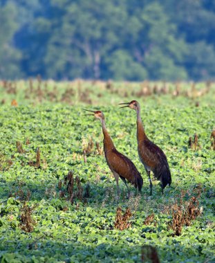 Two cranes in a field. clipart