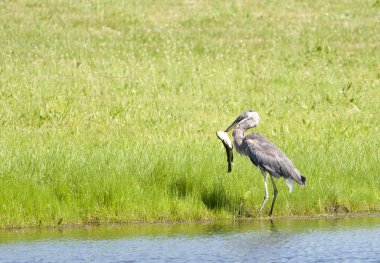 Heron balık yakalıyor.