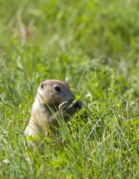 Prairie dog eating grass. — Stock Photo, Image
