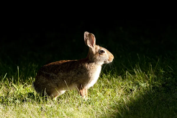 Kaninchen im Rampenlicht der Natur. — Stockfoto