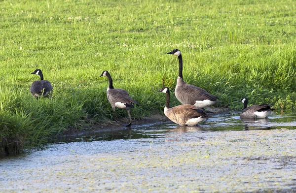 集团的鹅离开池塘. — 图库照片