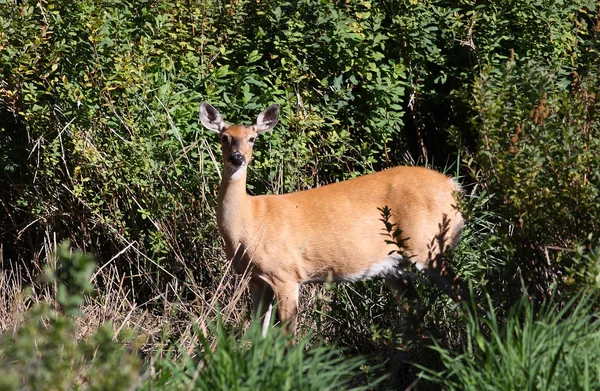 Deer in the brush. — Stock Photo, Image