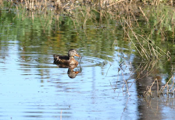 Pato em um lago . — Fotografia de Stock