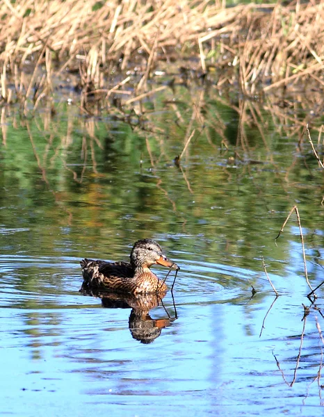 Mallard swims in pond. — Stock Photo, Image