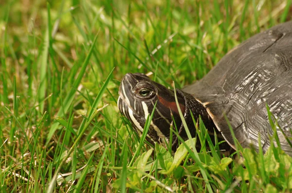 Trachemys scripta or Red-eared turtle — Stock Photo, Image