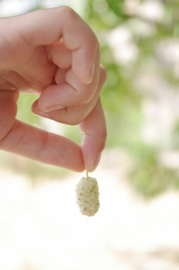 White mulberry in hand clipart