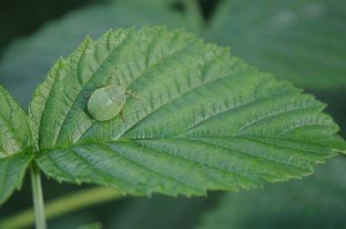 Hemiptera kalkan hata