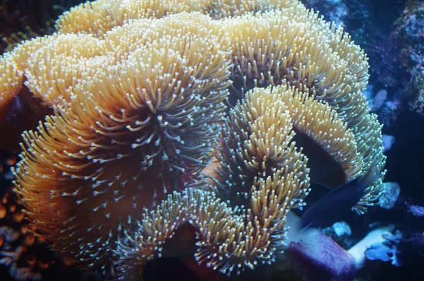 Zamknij z morza anemon — Zdjęcie stockowe