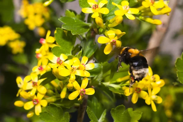 Un calabrone che raccoglie polline — Foto Stock