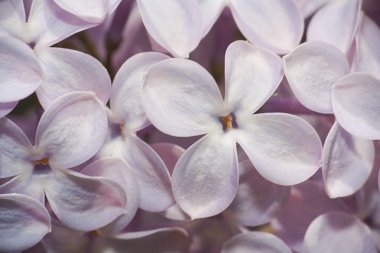 Lilac flowers clipart