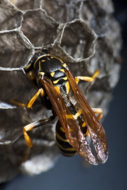 Wasp tending to its nest clipart