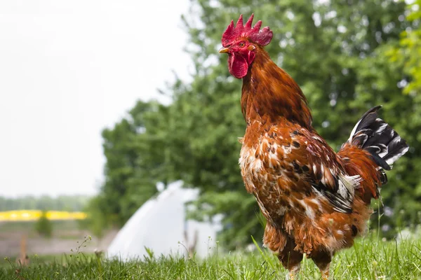 stock image Rooster Landscape