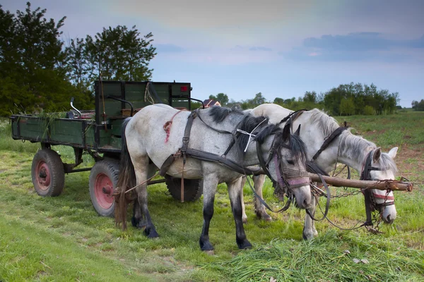 Häst och vagn — Stockfoto