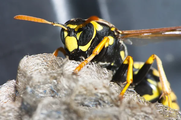 WASP на гніздо — стокове фото