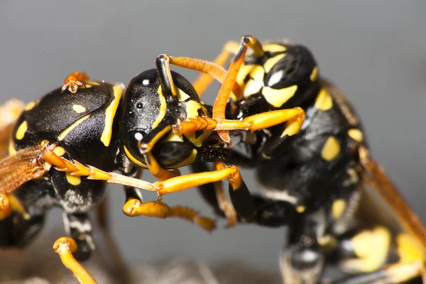 Foghting Wasp — Stockfoto