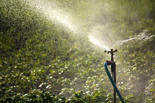 Watering time — Stock Photo, Image