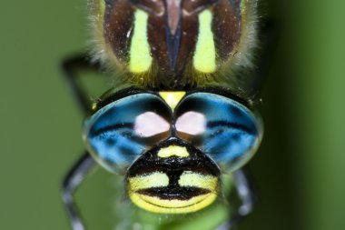 Dragonfly eyes clipart