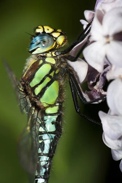 Färgglada dragonfly på lila blomma — Stockfoto
