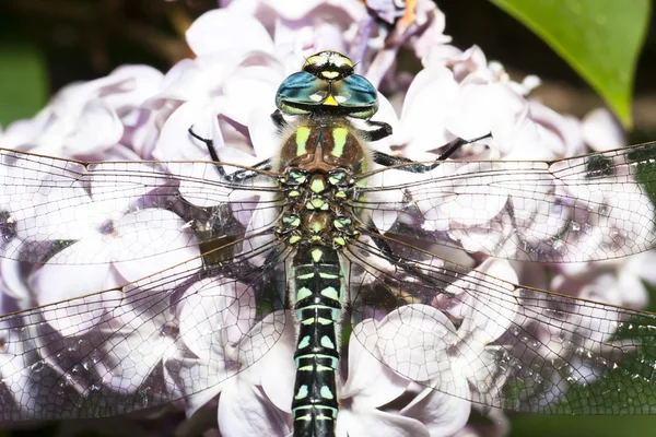 Färgglada dragonfly på lila blomma — Stockfoto