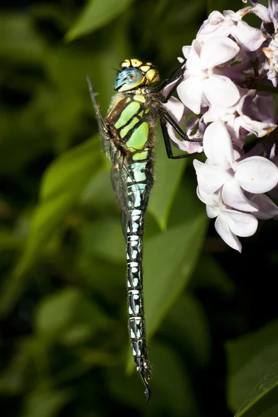 Colourful Dragonfly on lilac flower — Stock Photo, Image