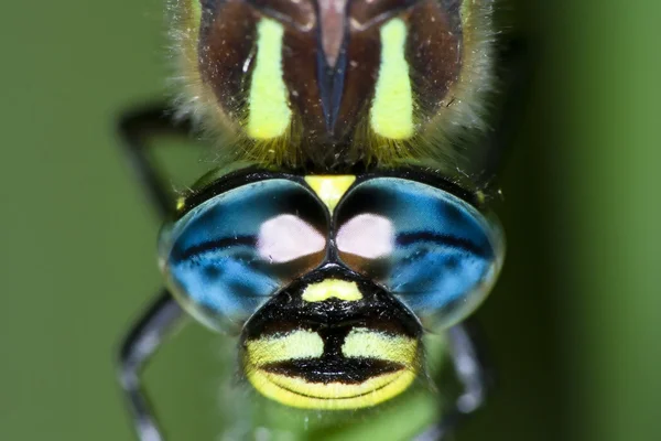 蜻蜓的眼睛 — 图库照片