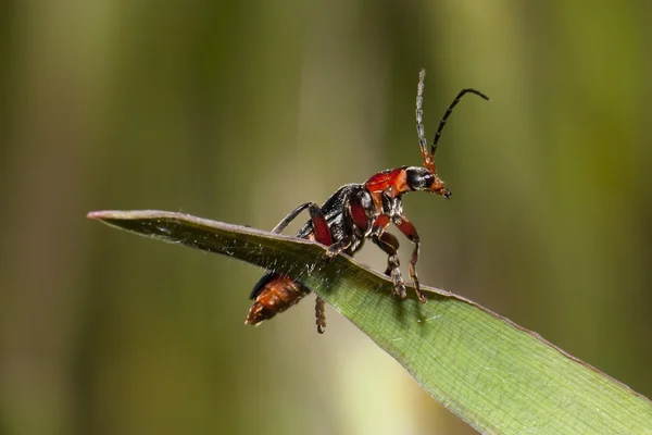 Escarabajo rojo — Foto de Stock