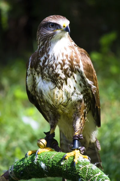 Stock image Buzzard posing